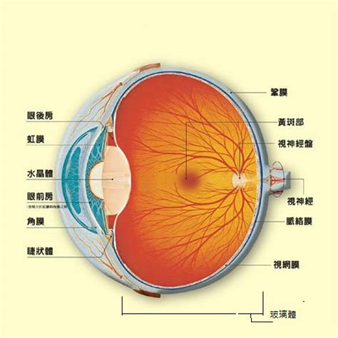 簡單:owaf-n2w3qq= 眼睛|已說明的眼睛構造 